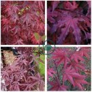 Purple Ghost Japanese Maple Ornamental Tree 40 Seeds
