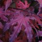 Purple Ghost Japanese Maple Ornamental Tree 40 Seeds