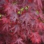 Purple Ghost Japanese Maple Ornamental Tree 40 Seeds