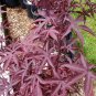 Purple Ghost Japanese Maple Ornamental Tree 40 Seeds
