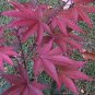 Purple Ghost Japanese Maple Ornamental Tree 40 Seeds