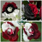 Heirloom Rare White Black Red Tri-color Rose with white eye 100 Seeds