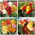 Dwarf Bonsai Canna Lily Outdoor Tropical Bronze Scarlet 200 Seeds