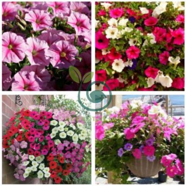 Imported Beautiful Hanging Bonsai Petunia 400 Seeds