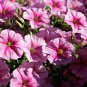 Imported Beautiful Hanging Bonsai Petunia 400 Seeds