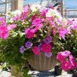 Imported Beautiful Hanging Bonsai Petunia 400 Seeds