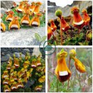 Calceolaria Uniflora Rare Perennial Flower 60 Seeds
