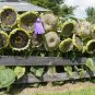 Mongolian Giant Sunflower 30 Seeds