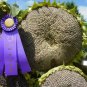 Mongolian Giant Sunflower 30 Seeds