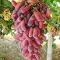 Heirloom Manicure Finger Grape Organic 30 Seeds