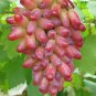 Heirloom Manicure Finger Grape Organic 30 Seeds