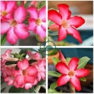 Adenium Obesum Red Desert Rose Flowers 4 Seeds