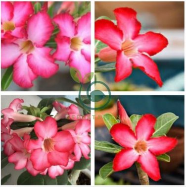 Adenium Obesum Red Desert Rose Flowers 4 Seeds