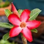 Adenium Obesum Red Desert Rose Flowers 4 Seeds