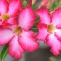 Adenium Obesum Red Desert Rose Flowers 4 Seeds