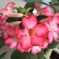 Adenium Obesum Red Desert Rose Flowers 4 Seeds