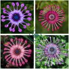 Osteospermum 200 Seeds