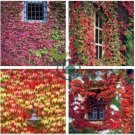 Heirloom Imported Red Ivy Climbing Plant 20 Seeds