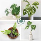 Monstera obliqua Seeds Flower Pot Plants Decor Pot Garden Turtle 200 Seeds