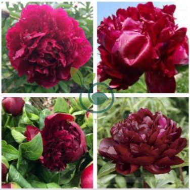 Heirloom 'Miami' Dark Red Burgundy Tree Peony Flower 10 Seeds