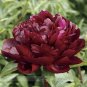 Heirloom 'Miami' Dark Red Burgundy Tree Peony Flower 10 Seeds
