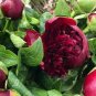 Heirloom 'Miami' Dark Red Burgundy Tree Peony Flower 10 Seeds