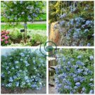 Plumbago Auriculata Bonsai Exotic Perennial Flowers 200 Seeds