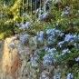 Plumbago Auriculata Bonsai Exotic Perennial Flowers 200 Seeds
