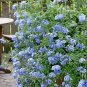 Plumbago Auriculata Bonsai Exotic Perennial Flowers 200 Seeds