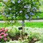Plumbago Auriculata Bonsai Exotic Perennial Flowers 200 Seeds