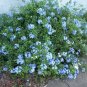 Plumbago Auriculata Bonsai Exotic Perennial Flowers 200 Seeds