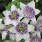 Clematis Seeds Light Puple White Edge with White Double Centre Flowers 200 Seeds