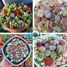 Mix Lithops Aucampiae Amazing Succulent Plant 40 Seeds