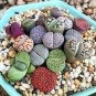 Mix Lithops Aucampiae Amazing Succulent Plant 40 Seeds