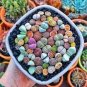 Mix Lithops Aucampiae Amazing Succulent Plant 40 Seeds