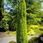Pencil Point Juniper 100 seeds