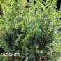 Pencil Point Juniper 100 seeds