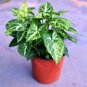Potted Flowers Calathea 200 Seeds