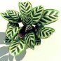 Potted Flowers Calathea 200 Seeds