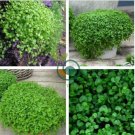 Mentha Requienii Seeds Mint Plant Bonsai Flower 100 Seeds