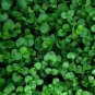 Mentha Requienii Seeds Mint Plant Bonsai Flower 100 Seeds