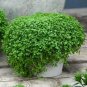 Mentha Requienii Seeds Mint Plant Bonsai Flower 100 Seeds
