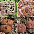 Mix Lithops Aucampiae Amazing Succulent Plant 100 Seeds
