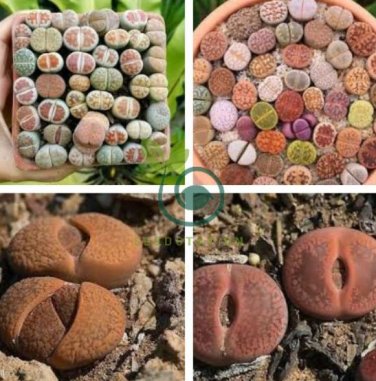 Mix Lithops Aucampiae Amazing Succulent Plant 100 Seeds