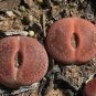 Mix Lithops Aucampiae Amazing Succulent Plant 100 Seeds