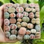 Mix Lithops Aucampiae Amazing Succulent Plant 100 Seeds