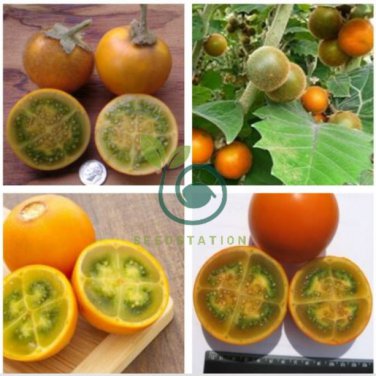 Orange Naranjilla Solanum Quitoense Fruit 200 Seeds