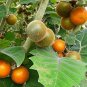 Orange Naranjilla Solanum Quitoense Fruit 200 Seeds
