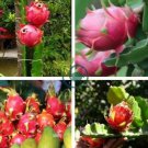 Hai'nan Pink Pitaya Dragon Fruit Cactus Plant 200 seeds