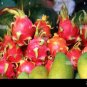 Hai'nan Pink Pitaya Dragon Fruit Cactus Plant 200 seeds